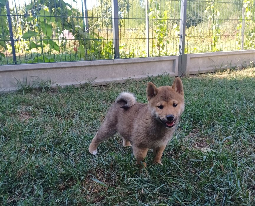 Shiba inu-Gotowy do odbioru