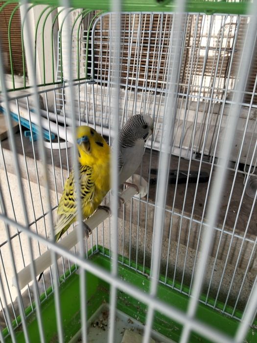 Casal Periquitos Australianos