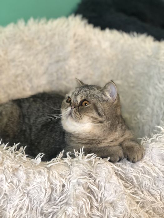 Красавица экзотка