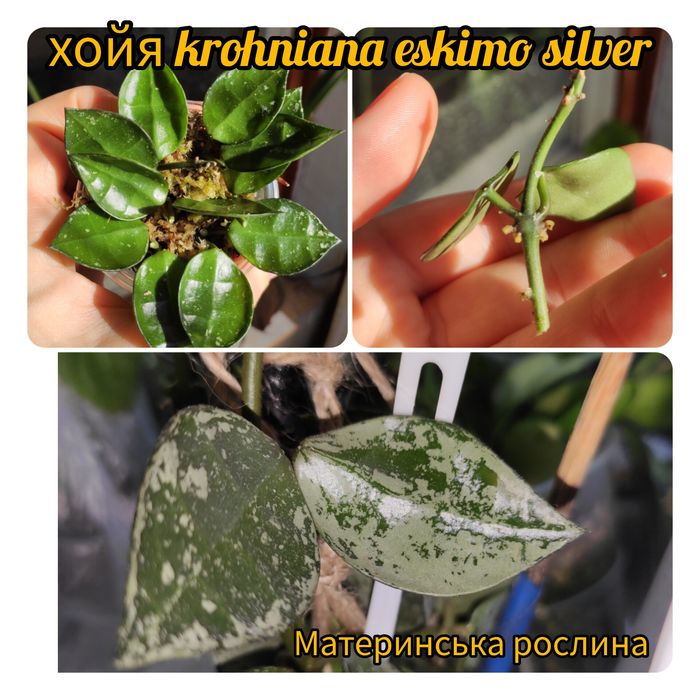 Хойя ескімо,рео рожеве