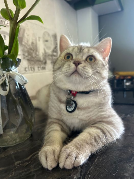 Котик Scottish Straight