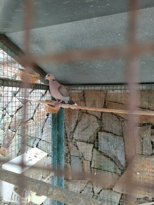 Rola semiturquata macho