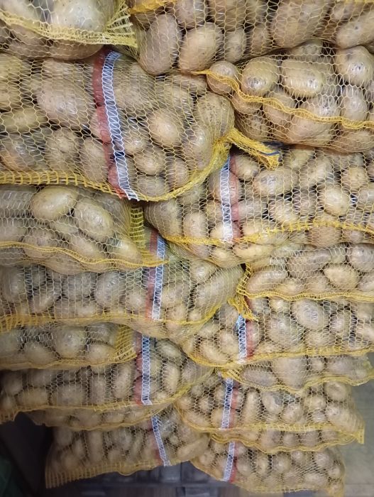 Ziemniaki jadalne Ignacy Denar