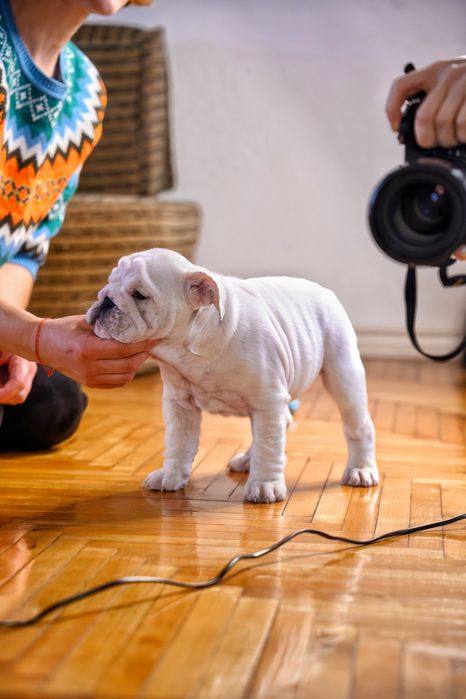 Чудові бульдожки