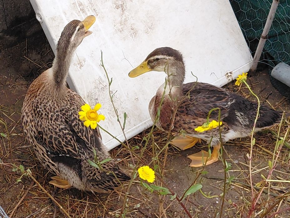 Casal Patos rouen