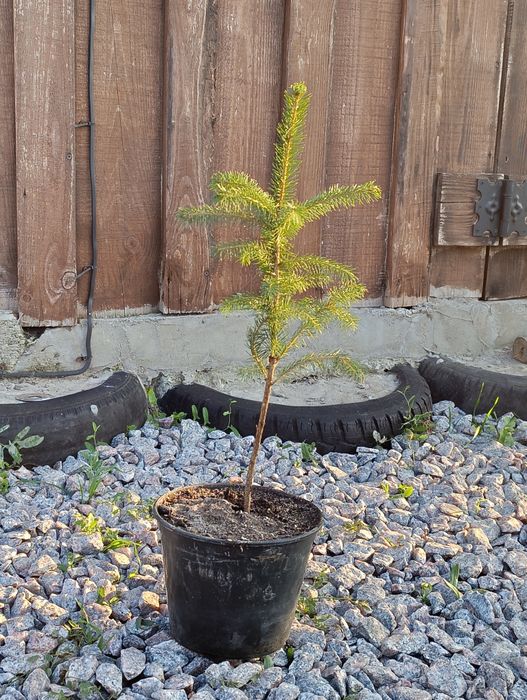 Ялинка звичайна, сосна звичайна