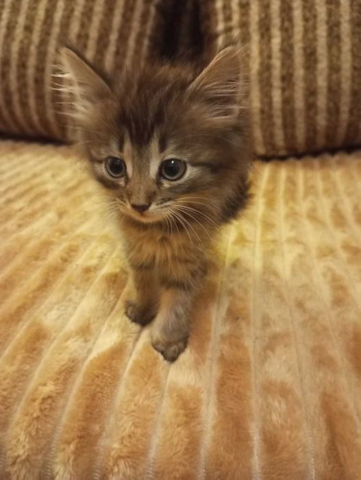 Цуценята, кошенята