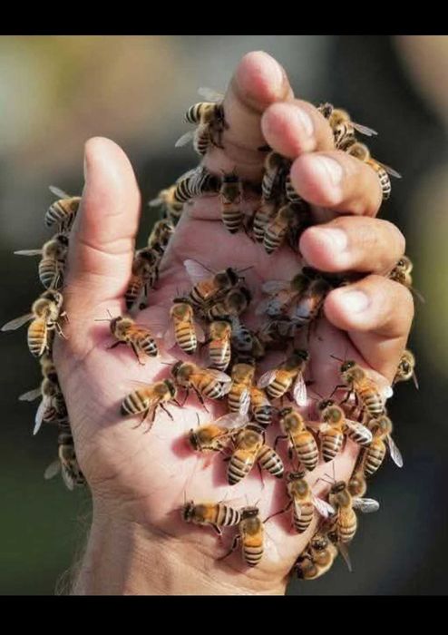 MIÓD NATURALNY―Pasieka PRADAWNA® 1957―Miody Odmianowe i Pyłki Kwiatowe