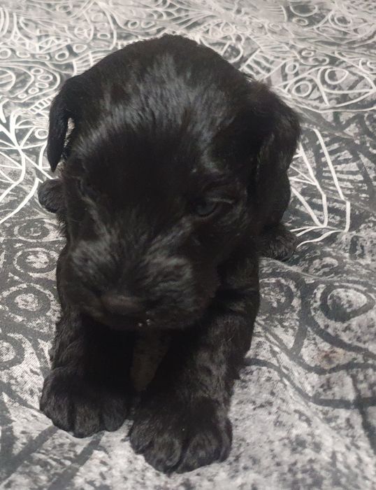 Piesek-czarny sznaucer miniaturowy