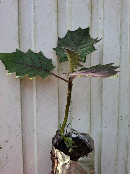 Lulo (Solanum quitoense)
