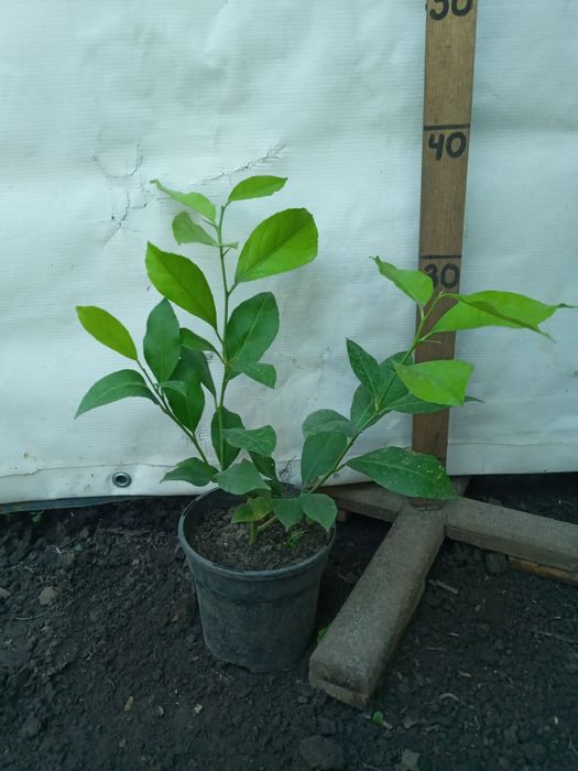 Лимони домашні рослини