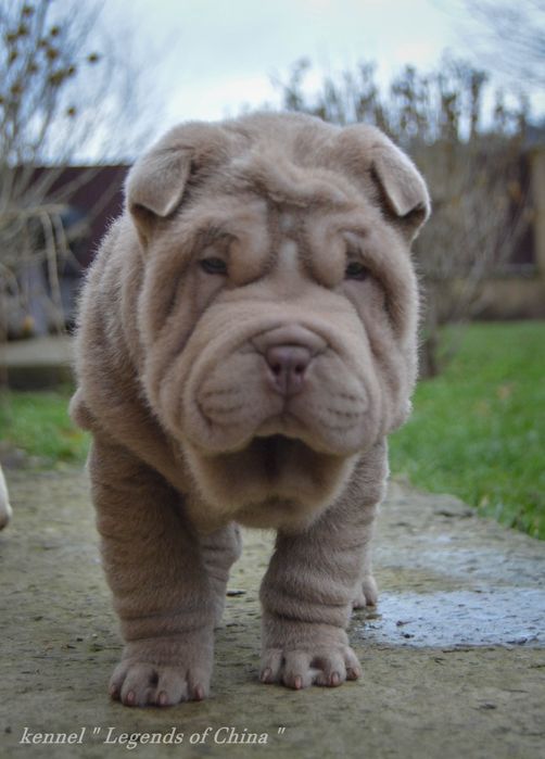 SHAR-PEI цуценята