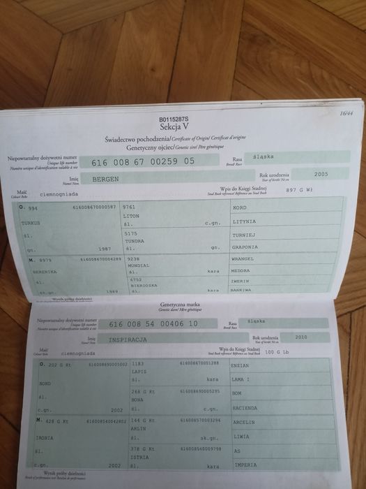 Ogier śląski Iriss z licencją 81pkt.
