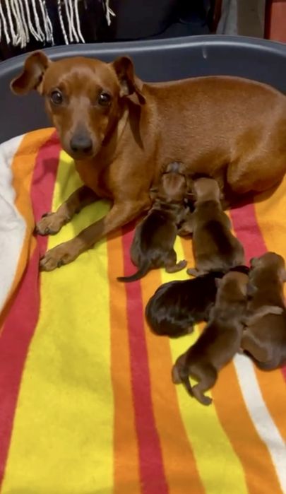 Цвергпінчер