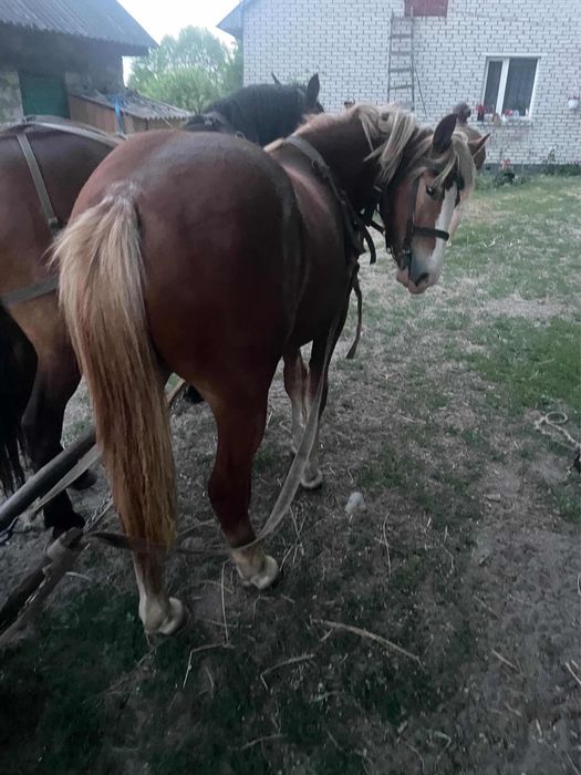 Продається лошичка