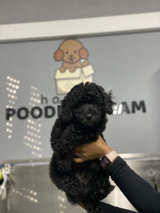Lindo puppy de Caniche/Poodle medio procura novo dono!!!