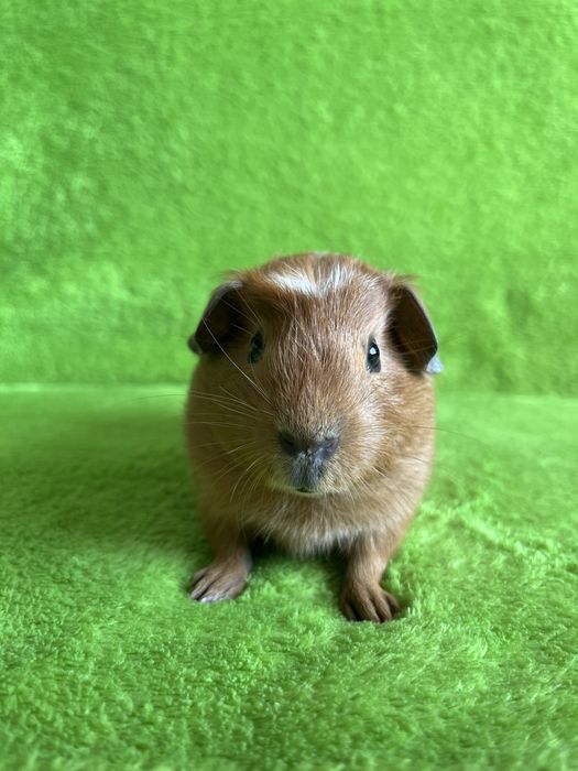 Морська свинка хлопчик
