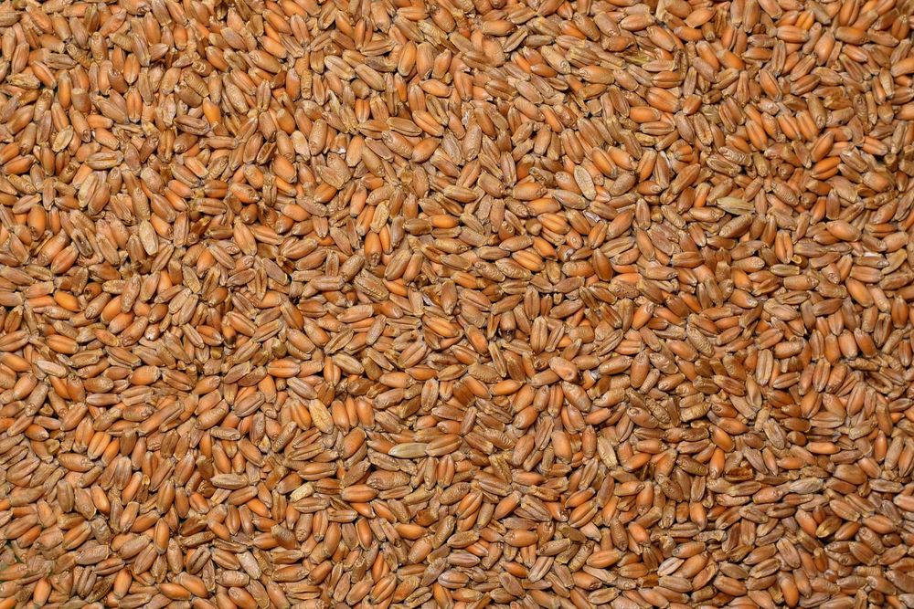 Продам   пшеницю