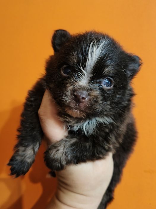 Lulu da Pomerânia linhagem Russa