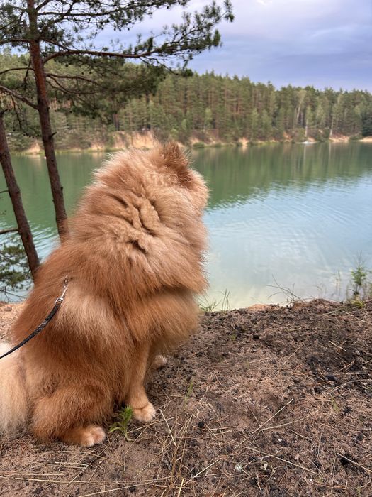 Померанский шпиц, вязка. Померанський шпіц, вʼязка.