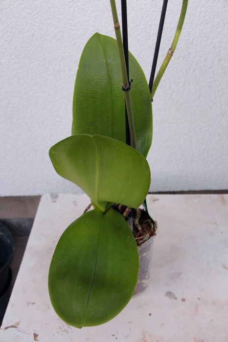 Орхідея фаленопсис темно-малинова