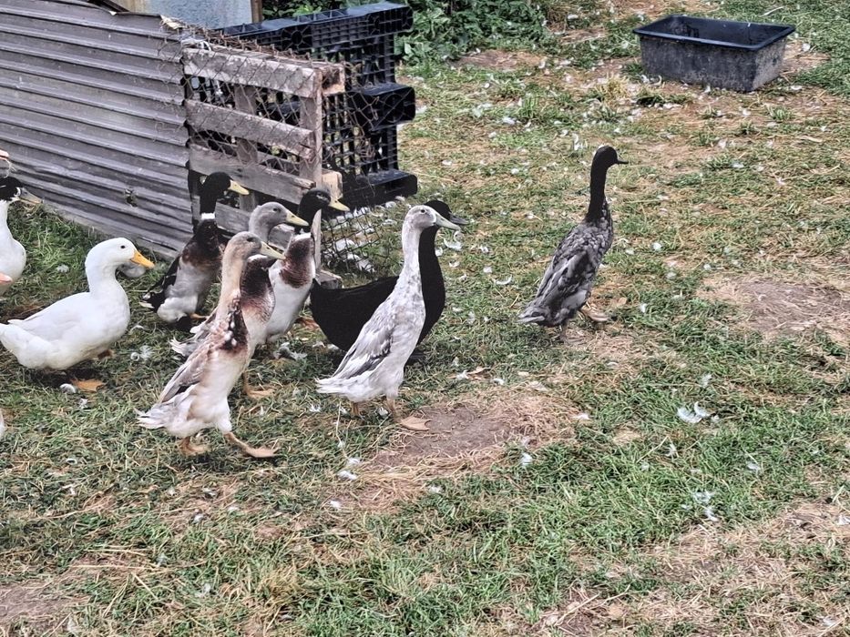 Kaczki kaczory biegusy indyjski jaja lęgowe