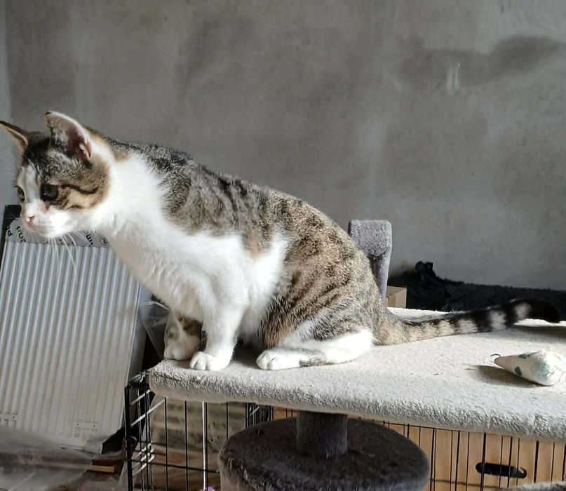 Larry młody kocurek do adopcji