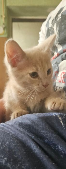 Кошенята в добрі руки