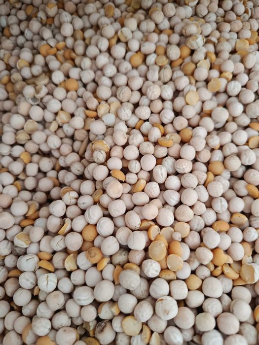 Продам горох на корм, провіяний