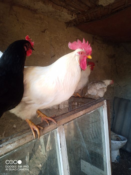 Петухи топтуны...