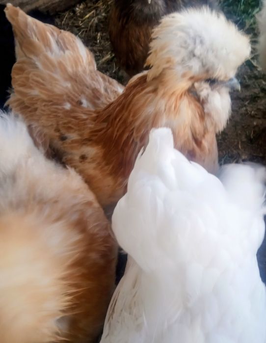 Silki,czubatki,kaczki,indyki