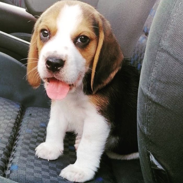 Beagle Tricolor-wybitne z rofowodem!
