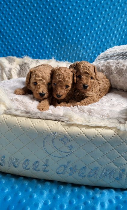 Cudowne Pudle Toy - Red chłopczyki rodzice przebadani genetycznie