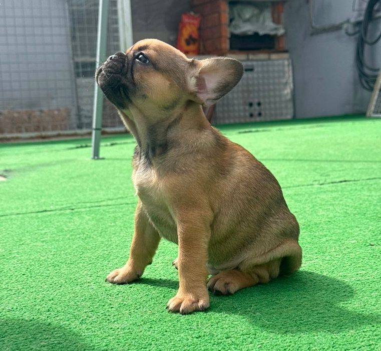 Bulldog francês fêmea fawn
