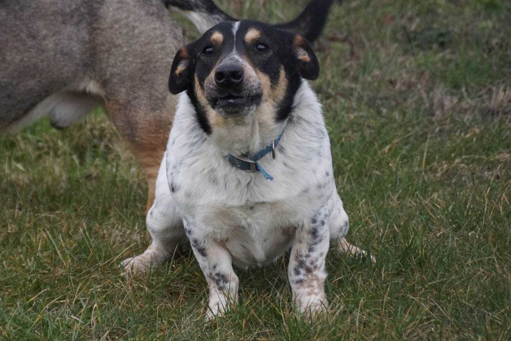 Kobi - starszy piesek szuka domu