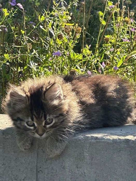 Кошенята у добрі руки