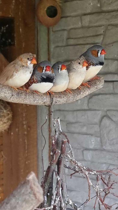 Zeberki sprzedam