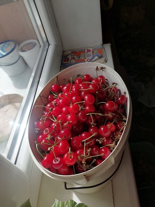 Ягоди з власного саду черешня, вишня, малина, позичка, смородина