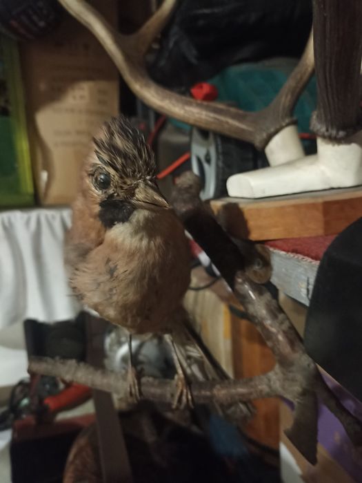 Продам чючело сойки