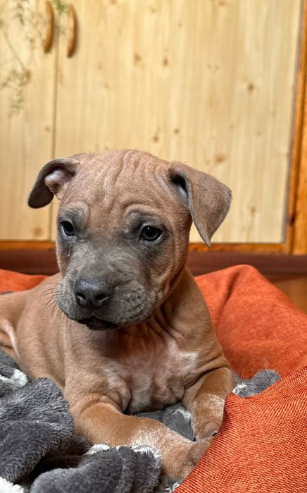 АСТ цуценята  з документами