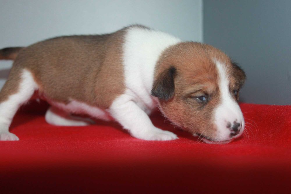 Цуценята басенджі Україна Київ