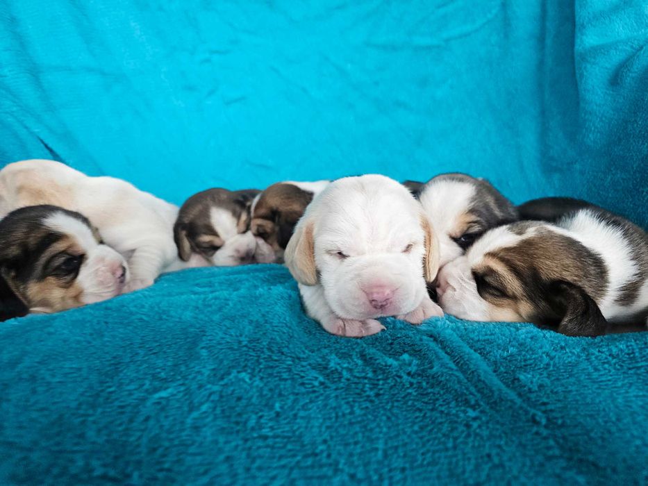 BEAGLE-szczeniak, po rodzicach z cudownym charakterem, ZKwP