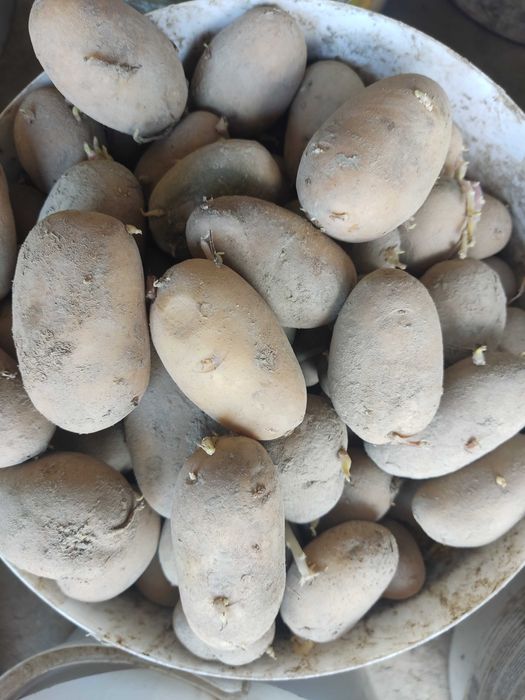 Ziemniaki  drobne paszowe