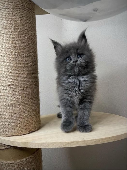 Котик метис мей куна