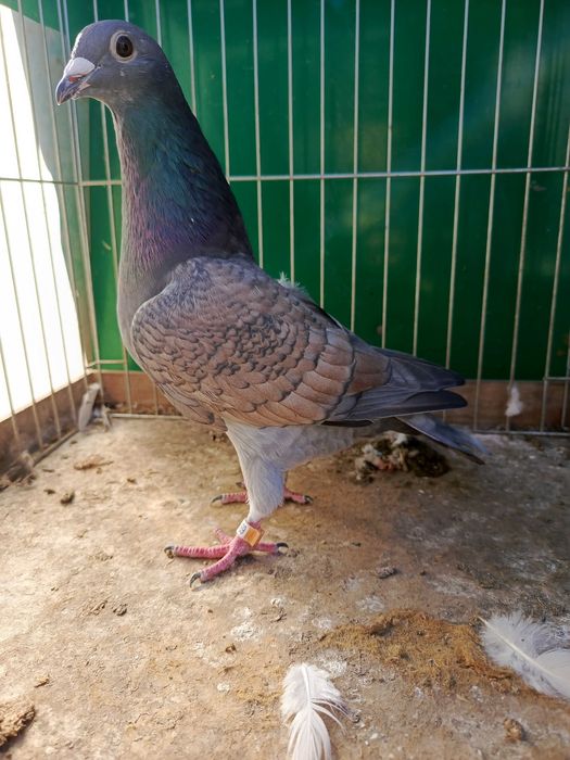 Pocztowe rubella sooty indigo