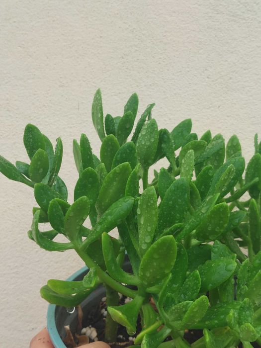 Planta Suculenta