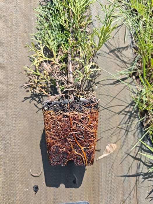 „Tuja Szmaragd Thuja 70-80 cm P9 na żywopłot”