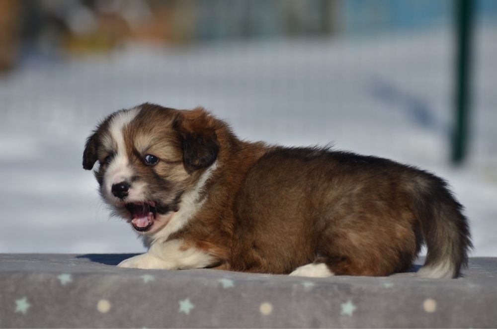 Вельш корги пемброк, мальчик