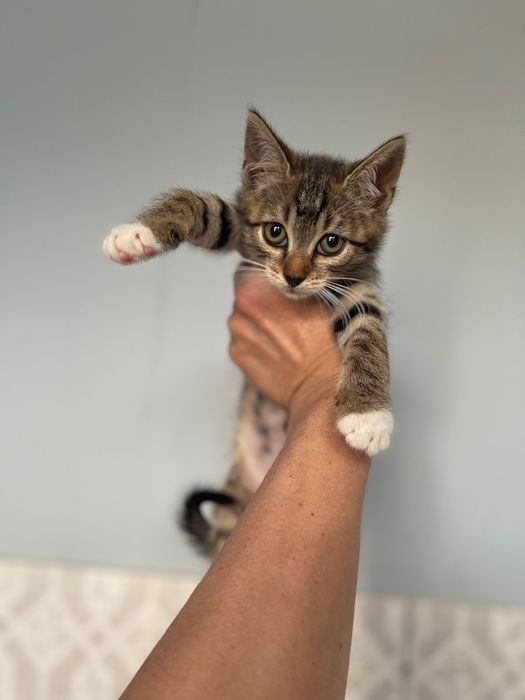 Отдам Котята котики котенок мальчик
