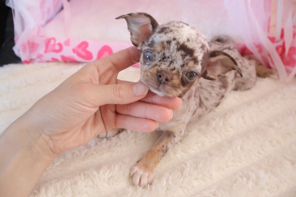 Chihuahua  Super Mini. Menino Chocolate Merle .Cabeça de maçã.Olhos azuis